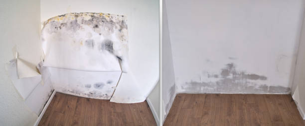 Best Mold removal after water damage  in Glasgow, MT