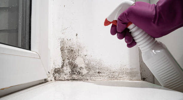 Best Local water damage restoration  in Glasgow, MT