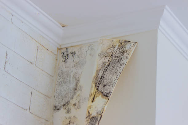 Best Ceiling water damage repair  in Glasgow, MT